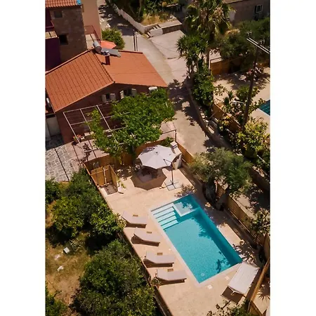 فيلة Avocado خانيا